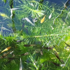 【2匹200円～】メダカ4種（黒、青、楊貴妃、幹之）成魚