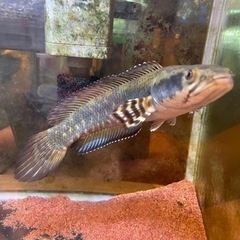 チャンナプルクラ　20cm