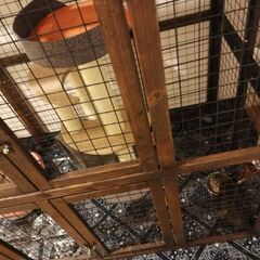猫用ケージ　ウォールナット