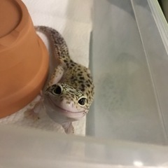 レオパードゲッコー　ヒョウモントカゲモドキ③