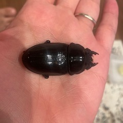 オオクワガタYG血統の画像