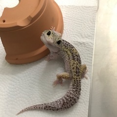 レオパードゲッコー　ヒョウモントカゲモドキ④