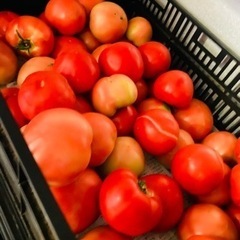 急募①規格外トマト🍅