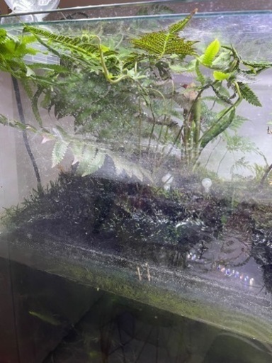 90センチ水槽セット　現状渡し　最終
