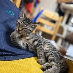 里親募集です(*^^*)3ヶ月くらいメス