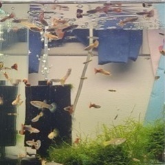 グッピー　観賞魚の画像