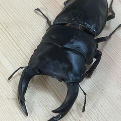 ペア　能勢YG　♂85.7mm　♀57.0mm