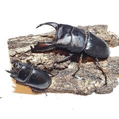 スラウェシオオヒラタクワガタ④　離島産　♂️93㎜♀️44㎜