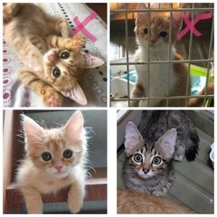 4ヶ月ぐらいの猫ちゃんです。