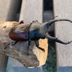 クワガタ　赤ドンキ　幼虫　ドンキエル　ドンキエール　コクワガタ
