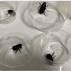 【自然採集】レアなコカブトムシ