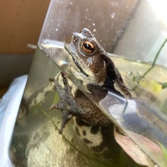 アズマヒキガエルの画像