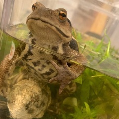 アズマヒキガエルの画像