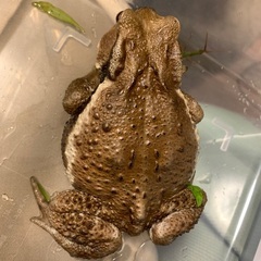 アズマヒキガエル