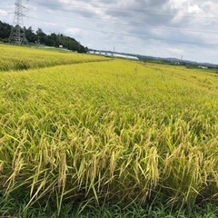 令和4年度新米コシヒカリ30キロ　玄米