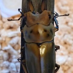 ババオウゴンオニ小型ペア②