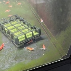 赤いミナミヌマエビ（選別漏れ）　50円/匹の画像