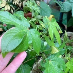 綿花　無農薬栽培　一本