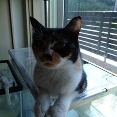 サビ？ミケ？猫のナナちゃんメスです。