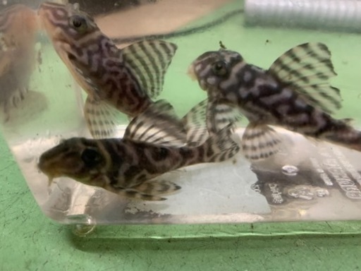 キンペコ　純血koh