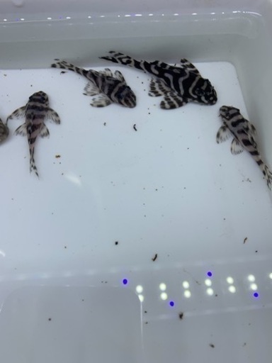 キンペコ　純血黒丸