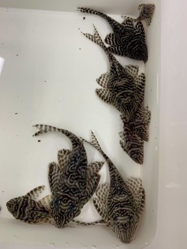 キンペコ　純血メガクロス