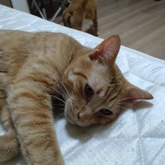 茶トラ♂、マト君、2歳4ヶ月です。 - 猫