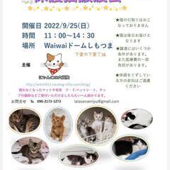 保護猫譲渡会:waiwaiドームしもつま