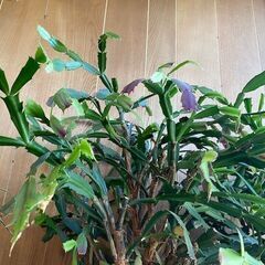 ◆◇決まりました!オリズルラン子株とシャコバサボテン挿し芽◇◆