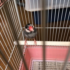 🔶文鳥もらって下さい🔶