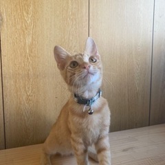 アクア君とルチル君譲ります