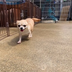 交配引退犬です − 和歌山県