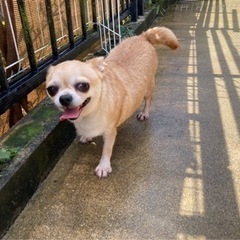 交配引退犬です - 田辺市