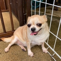 交配引退犬です - 里親募集