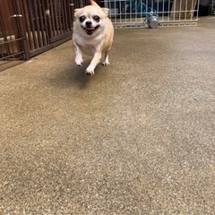 交配引退犬です - 犬