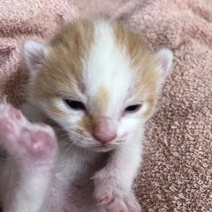 ネコ活(猫ボランティア)仲間募集!
