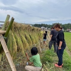稲刈りはざかけ体験