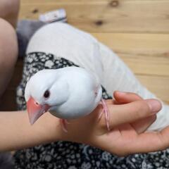 白文鳥　雌二羽　里親募集【決定してます】