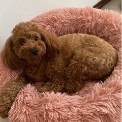 ワンチャン友達募集🐶！