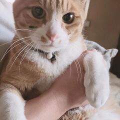 猫がいなくなりました。 - 手伝って/助けて