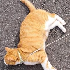 猫がいなくなりました。