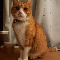 猫がいなくなりました。 - 弘前市