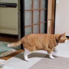 猫がいなくなりました。 − 青森県