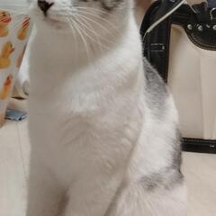 猫を探してます！龍ケ崎市龍ヶ丘のサンキ駐車場