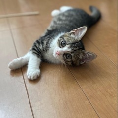 お見合い決定！　リンちゃん