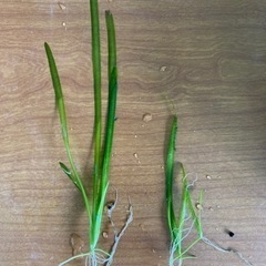 水草　バリスネリア（おそらく）の画像