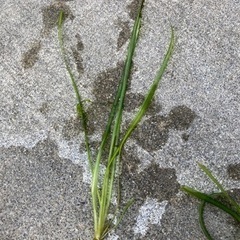 水草　バリスネリア（おそらく）の画像