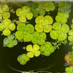 🐸🍀各種水草差し上げます¥０-無料❣️コメント必読❣️の画像