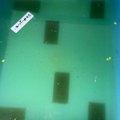 メダカスーパー幹之の画像