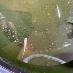 メダカスーパー幹之の画像